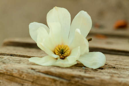 Pair pink magnolia flower close up. Nature backgroundの写真素材