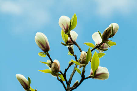 Pair pink magnolia flower close up. Nature background