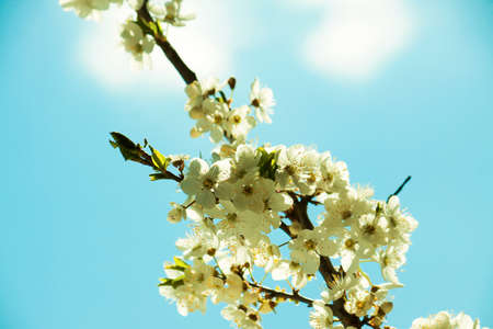 Spring blossom in nature. Landscape. Nature backgroundの写真素材