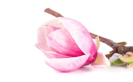Pair pink magnolia flower close up. Nature backgroundの写真素材