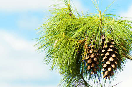 Pine cone on tree. Nature background. Landscapeの写真素材