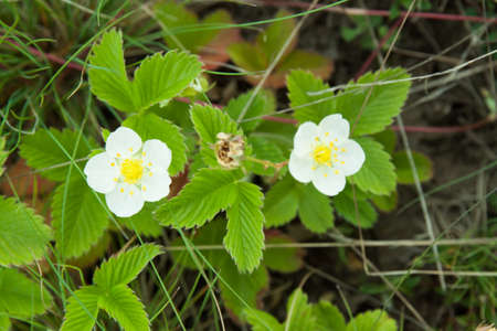 Blossom of strawberry close up in nature. Food