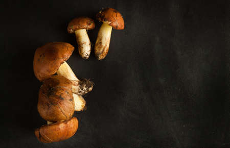 Yellow boletuses mushrooms close up on wood desk. Food ingredientsの写真素材