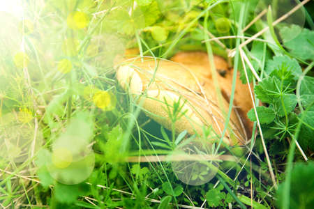 Yellow boletuses mushrooms close up in nature. Food ingredientsの写真素材