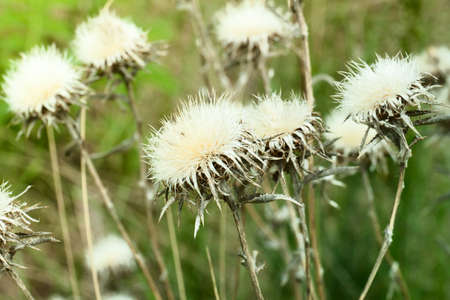 Dry field flowers in nature. Spring backgroundの写真素材