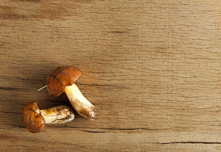 Yellow boletuses mushrooms close up on wood desk. Food ingredientsの写真素材