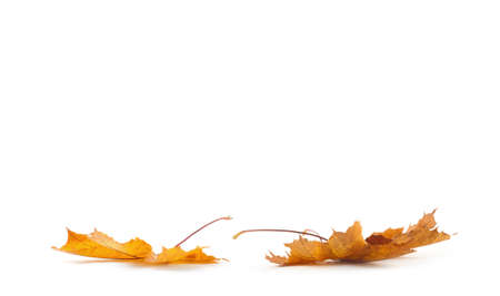 Yellow autumn leaf isolated on white backgroundの写真素材