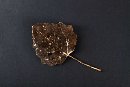 Old dry leaves isolated. Nature objects. Style design elementsの写真素材