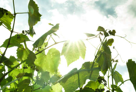 Grape leaves in the sun. Nature backgroundの写真素材