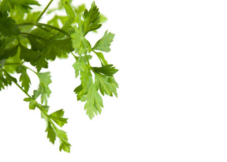 Fresh green parsley isolated. Food ingredients. Healthy food