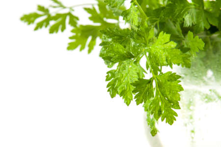 Fresh green parsley isolated. Food ingredients. Healthy food