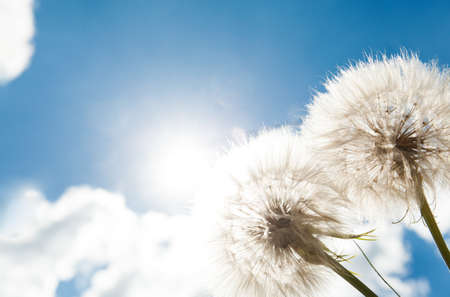 Dandelion on blue sky background. Nature backgroundの写真素材