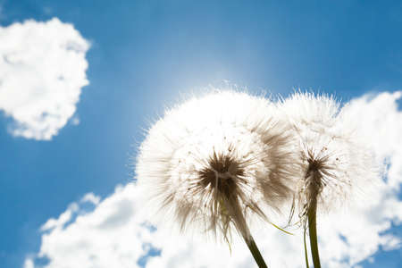 Dandelion on blue sky background. Nature backgroundの写真素材