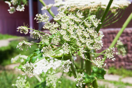 Cow parsnip blooms in summer. Dangerous plants. Nature backgroundの写真素材
