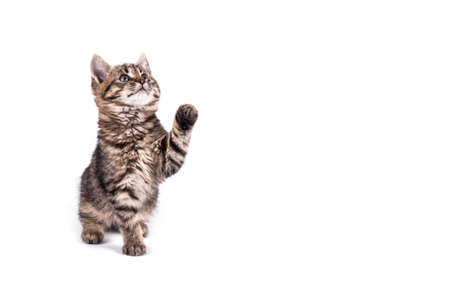 Portrait cat close up on wood background. Pets.の写真素材