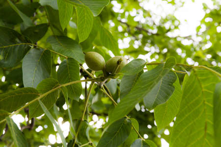 Green walnut on a tree. Nature background