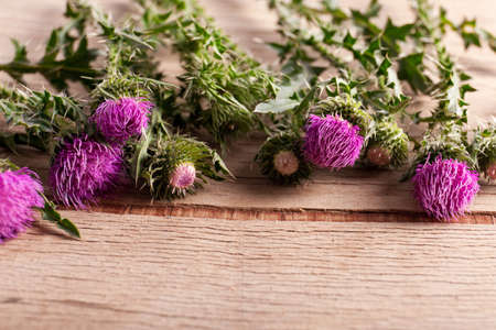 Violet prickly plant on wood desk. Nature backgroundの写真素材