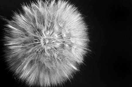 Big dandelion close up. Nature background. Dry flower