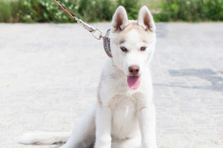 Siberian husky dog with blue eyes stands and looks ahead. Bright green trees and grass are on the background.の写真素材