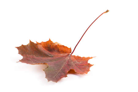 Autumn dry yellow leaves isolated on white backgroundの写真素材