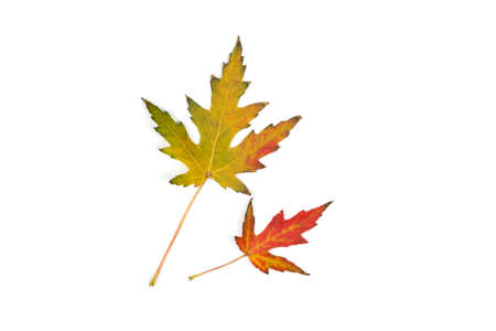 Autumn dry yellow leaves isolated on white background