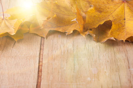 Autumn dry yellow leaves isolated on white backgroundの写真素材