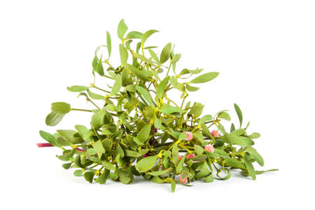 Green mistletoe isolated on white background. Christmas decorationの写真素材
