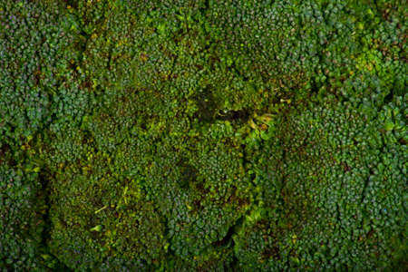 Fresh green broccoli on wood desk. Food ingredientsの写真素材