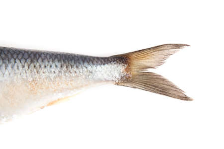 Raw herring isolated on white background.の写真素材