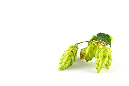 Green fresh hop cones