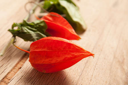 Physalis alkekengi - orange lanterns of physalis alkekengi among green leavesの写真素材