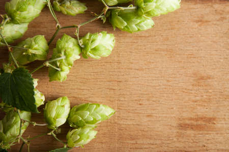 Green fresh hop conesの写真素材