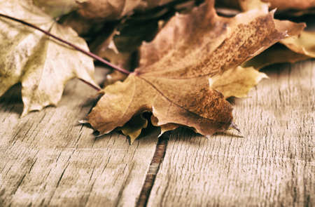 Yellow autumn leaves on wood desk. Nature backgroundの写真素材