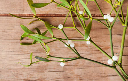 Green mistletoe close up. Nature background. Christmas plantの写真素材