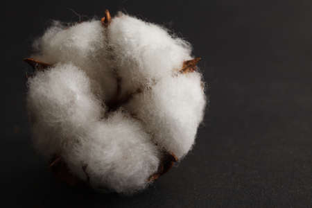 Dry blossom cotton close up on wood desk.の写真素材
