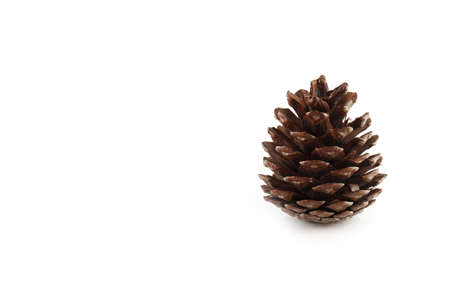 Cone isolated on white background. Nature objectsの写真素材