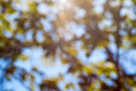 Blurred nature background with branch. Spring weatherの写真素材