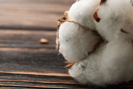 Dry blossom cotton close up on black backgroundの写真素材