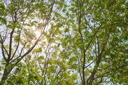 Green forest with sun rays. Nature background