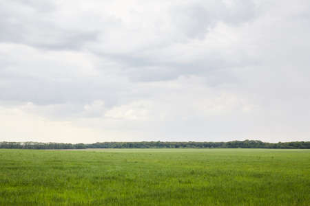 Green field with white cloud. Nature background