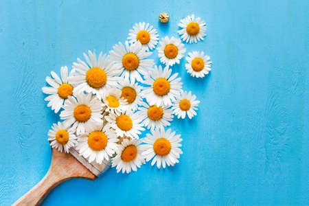 brush with flowers from chamomile. abstract compositionの写真素材