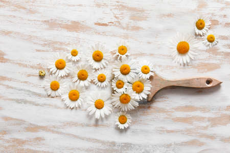 brush with flowers from chamomile. abstract compositionの写真素材