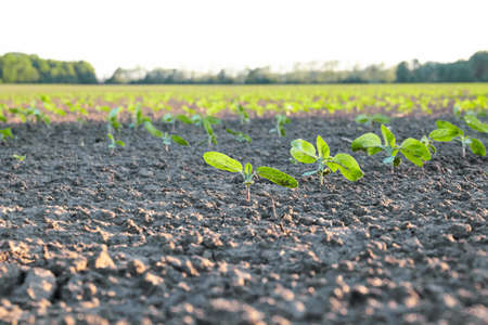 sprout in the field. Plant soil. Agriculture conceptの写真素材