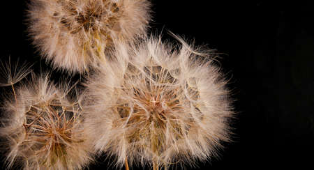 Big dandelion on black background. Dry plantsの写真素材