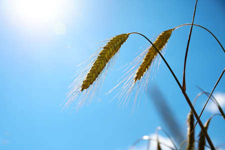 Yellow spikelets in field. Nature background. Sun rays