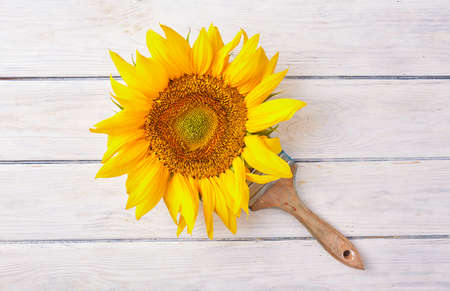 Yellow sunflower and brush close up on wood desk with place for text. Agriculture concept