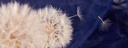 Dry Big dandelion close up. Nature background