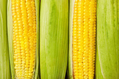 Fresh corn on wood desk. Food ingredients