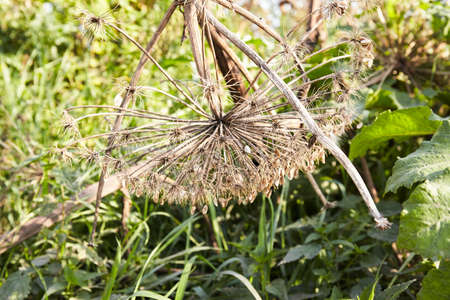 Cow parsnip close up outdoor in nature. Dry plants