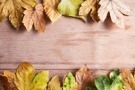 Thanksgiving Autumn Fall background with red, brown and yellow leaves